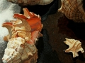 conchiglie_NEW