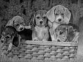 cuccioli_NEW